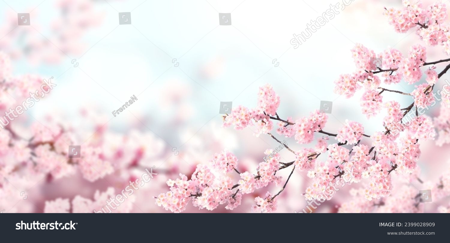 Horizontal banner with sakura flowers of pink color on sunny backdrop. Beautiful nature spring background with a branch of blooming sakura. Sakura blossoming season in Japan #2399028909