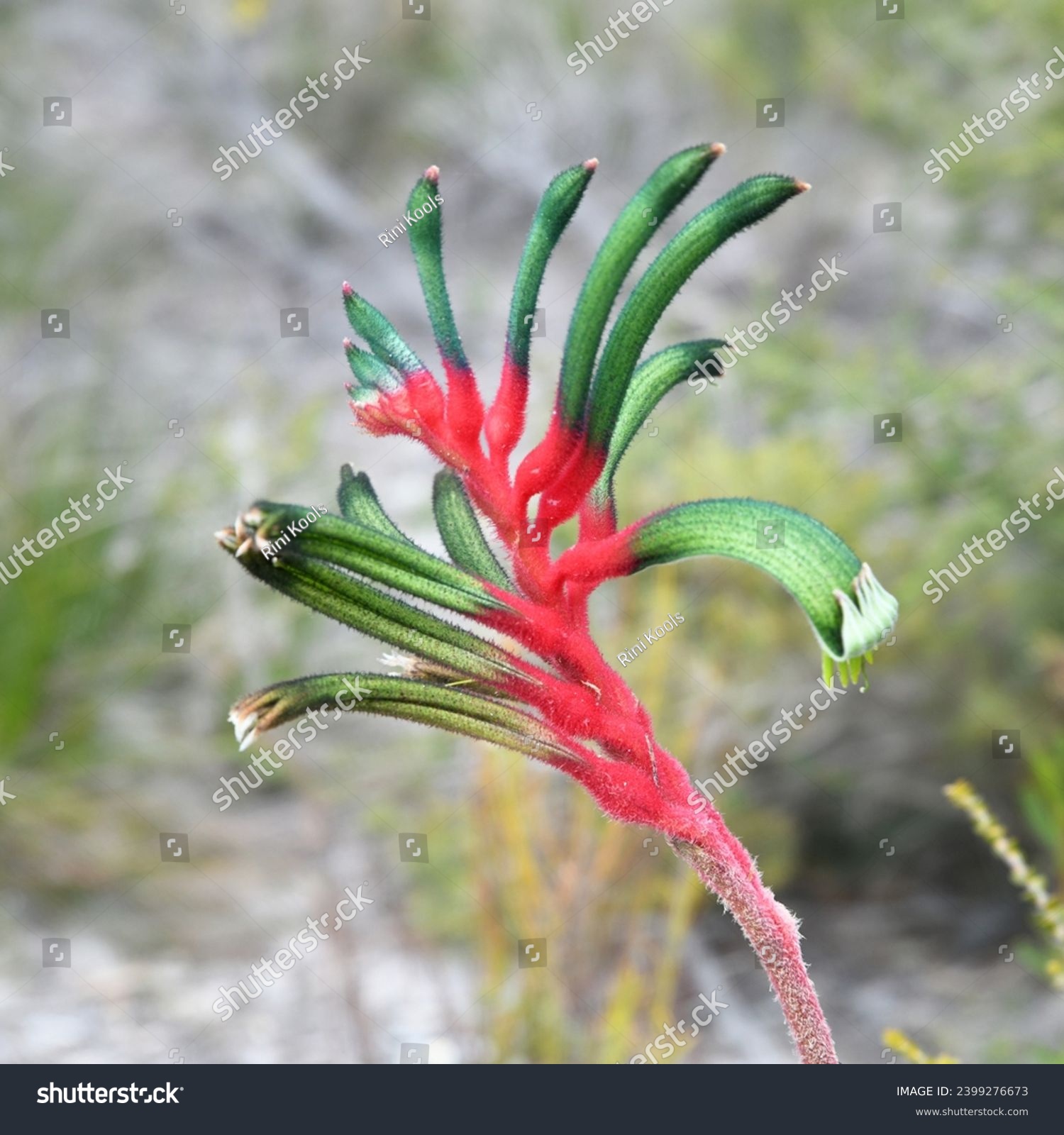 Anigozanthos manglesii, commonly known as the red-and-green kangaroo paw or Mangles' kangaroo paw, is a plant species endemic to Western Australia, and the floral emblem of that state #2399276673