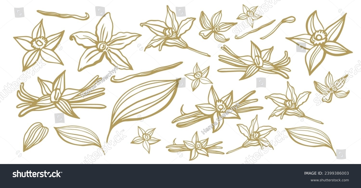 Isolated vector set of vanilla. Vanilla sticks, vanilla flower and pods. Aroma, food. Hand drawn. Vector hand drawn illustration of orchid Flower and pods. #2399386003