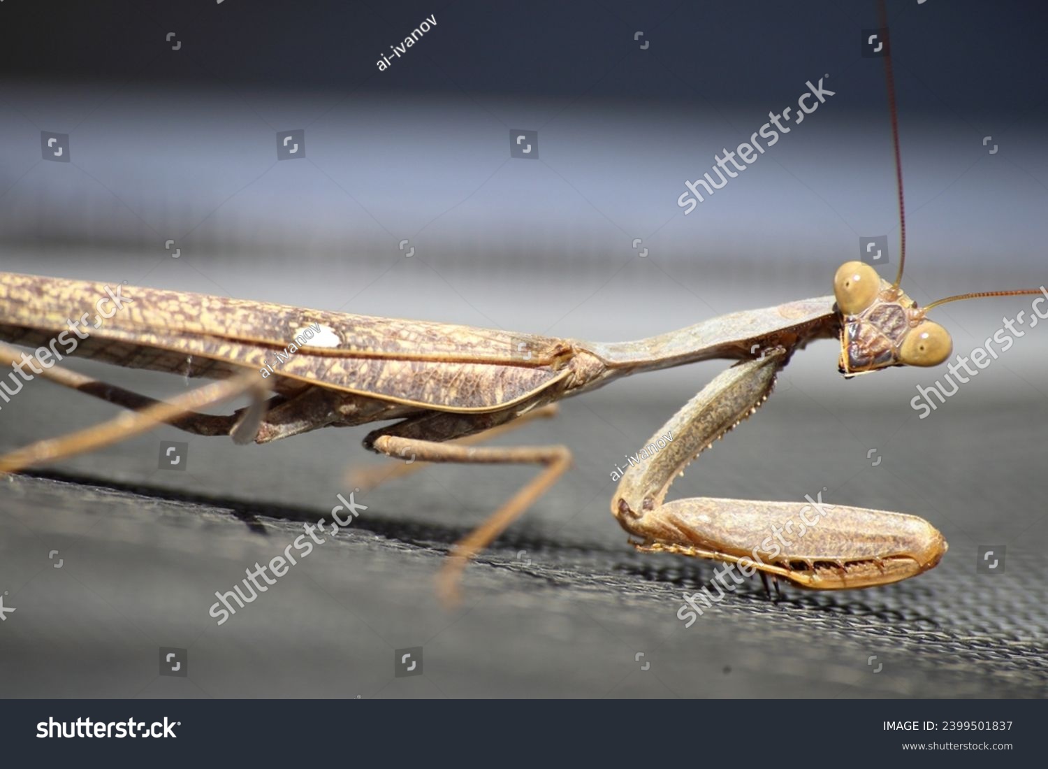 The close-up view of a European mantis (Mantis religiosa) with brown coloration and white spots on the wings (Israel, Netanya) #2399501837