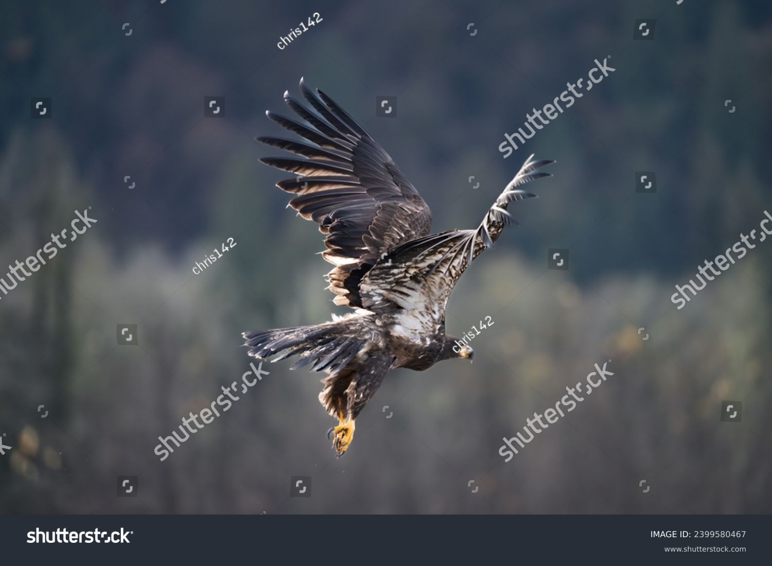 Juvenile Eagle flying above river #2399580467