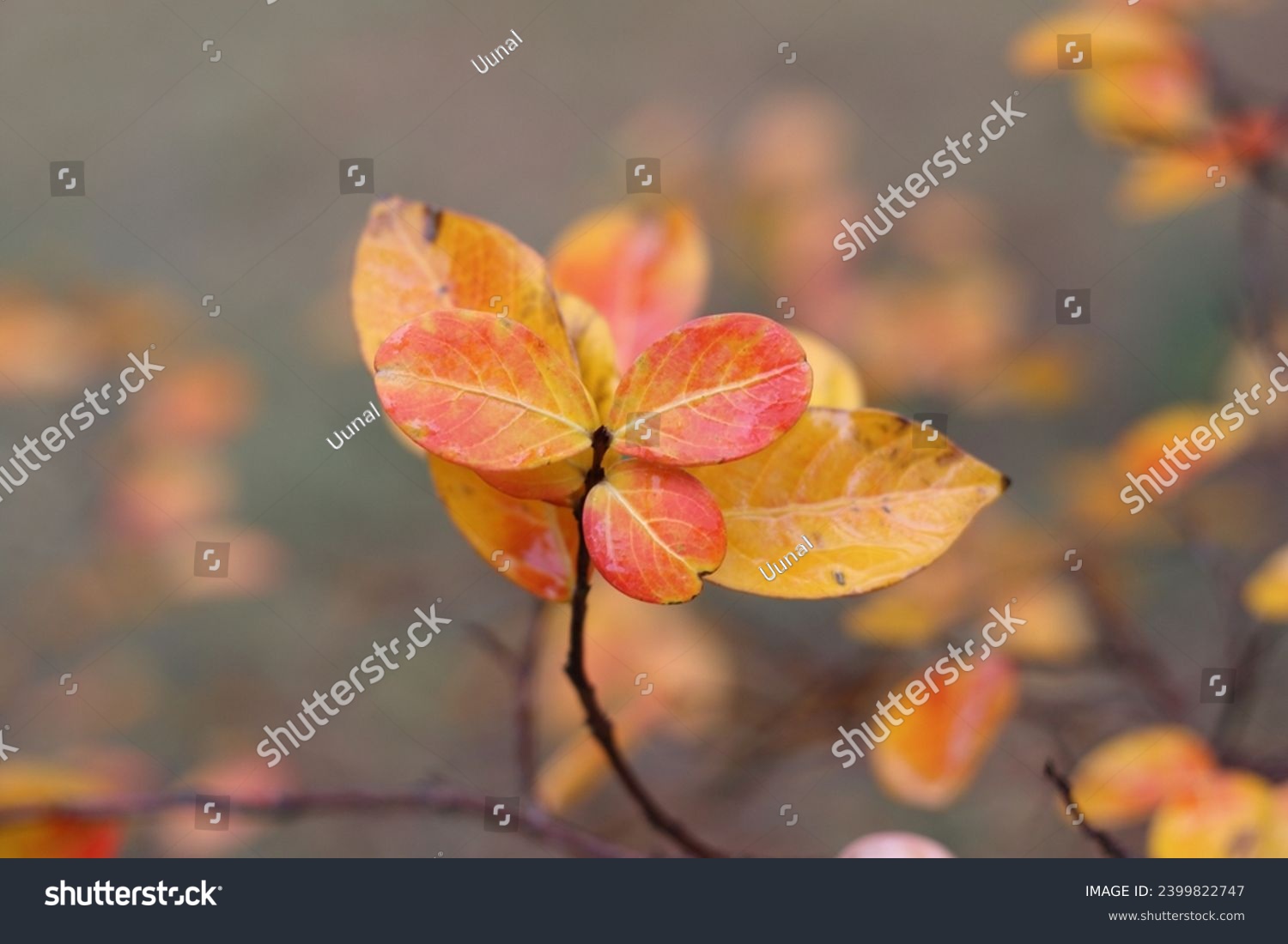 red and yellow leaves in autumn #2399822747