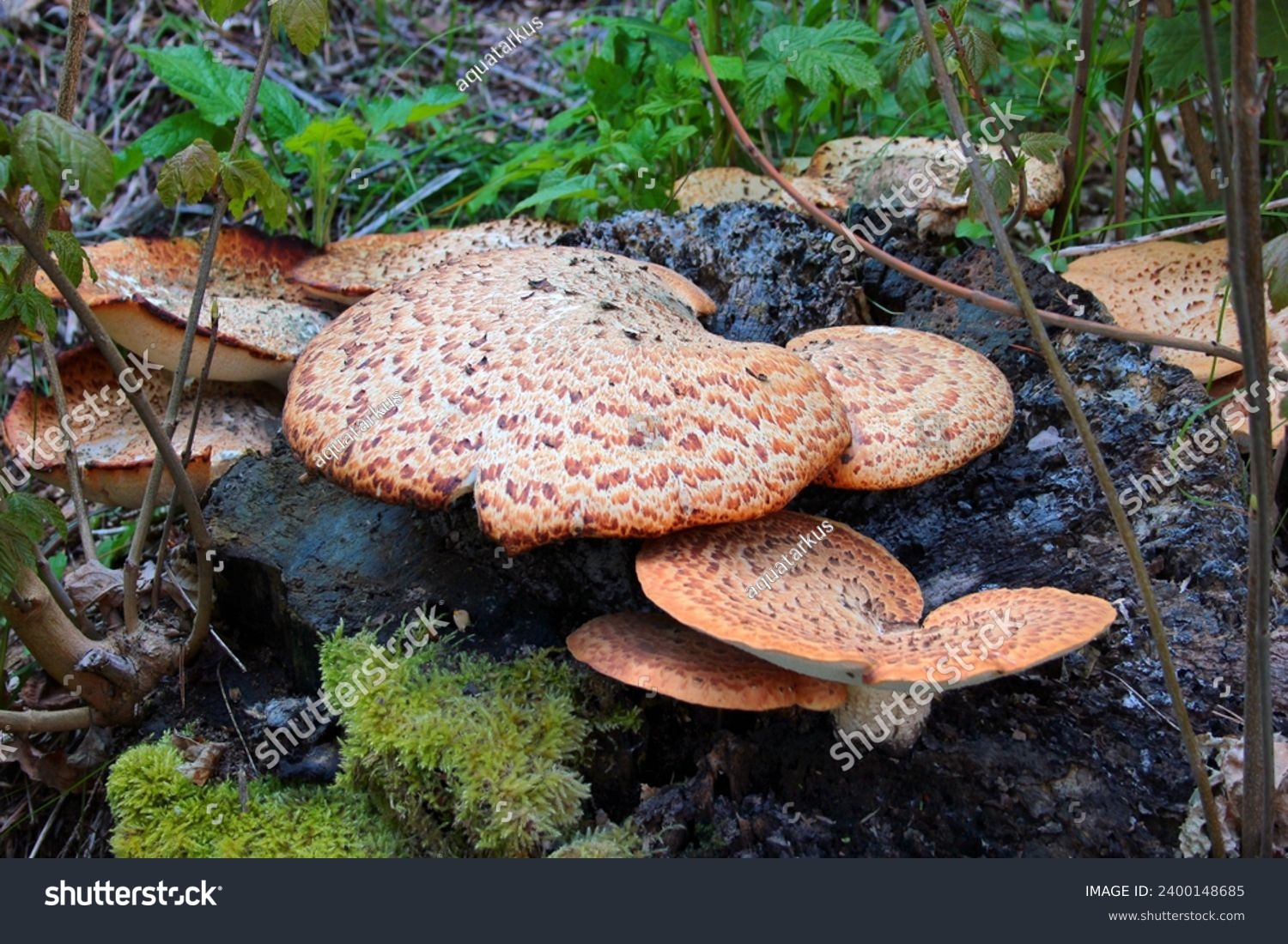 Cerioporus squamosus, commonly known as Dryad's saddle or Pheasant's back fungus on a tree #2400148685