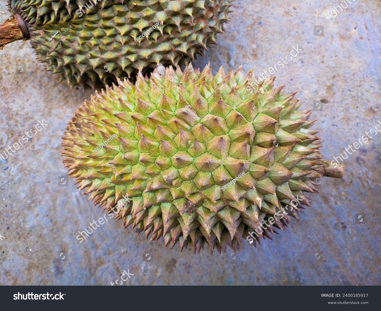 Close up A collection of green durians at the durian market, local Indonesian durians are sold at the market during durian season #2400185917