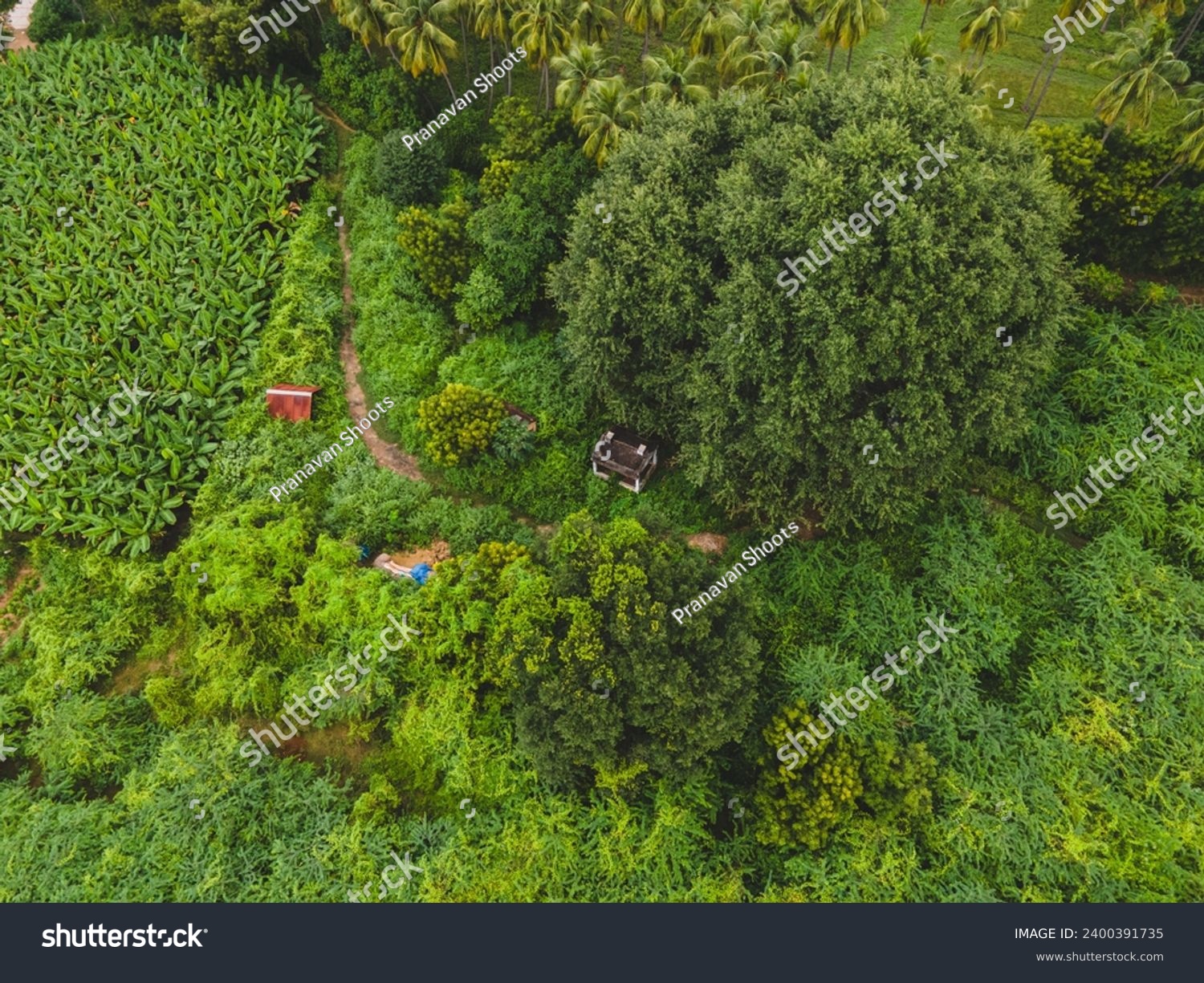 drone shot aerial view top angle greenery natural scenery photograph dense woods lust forest jungle plantations meadows grassland coconut plantain trees india rainforest evergreen wallpaper background #2400391735