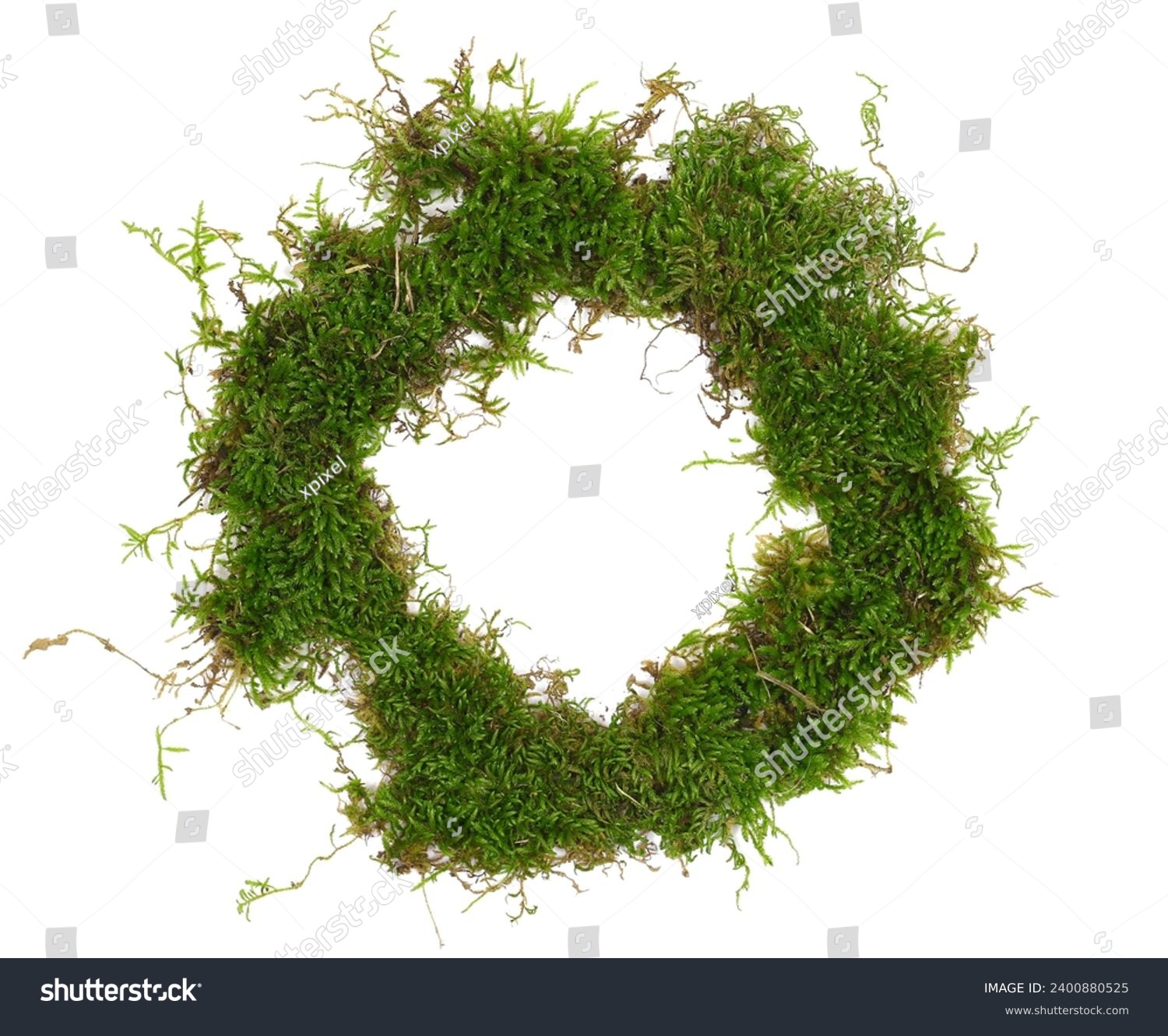 Green moss in shape circle isolated on white, top view #2400880525