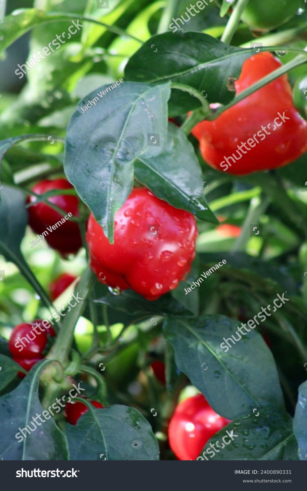 A potted red bell pepper plant growing in a vegetable garden in the yard. #2400890331