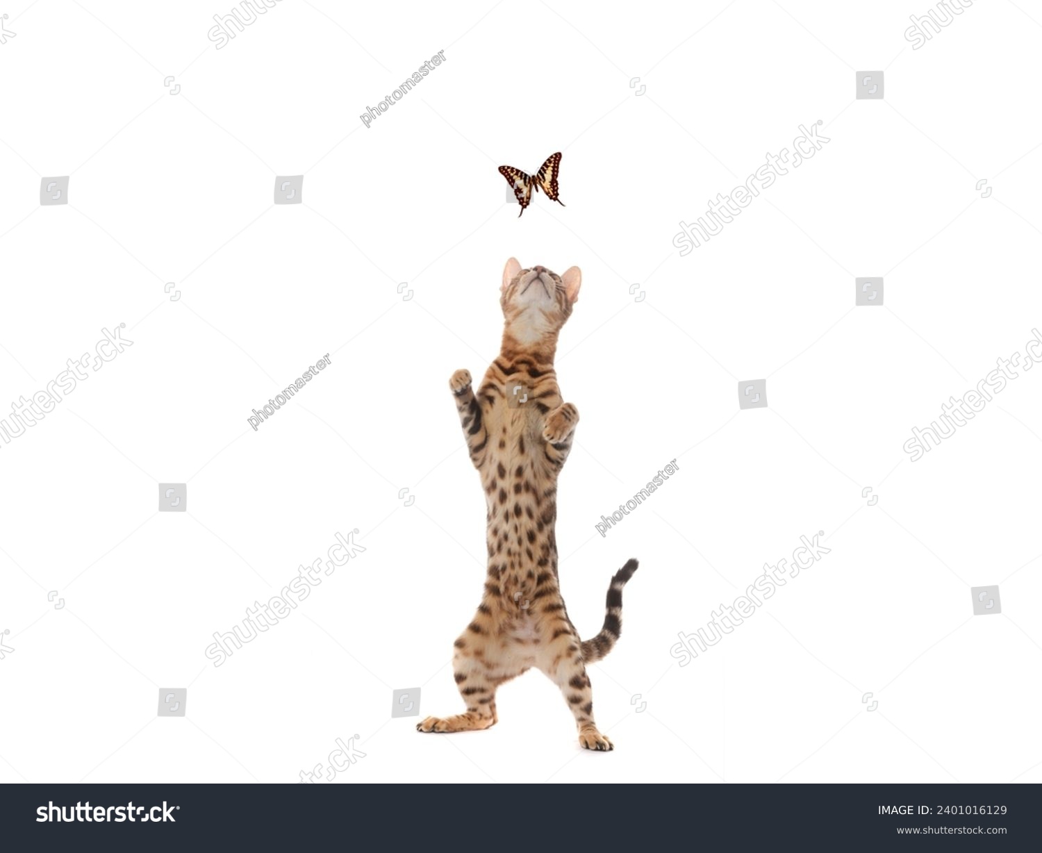 Bengal cat standing on its hind legs isolated on a white background. #2401016129