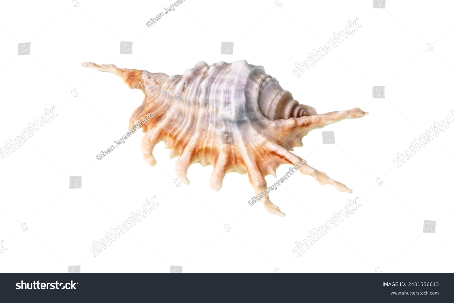 Nautilidae shell isolated on white background. sea shell close-up. This has clipping path. close-up At Holly Beach in southwest Louisiana's Gulf Coast, a Murex shell was discovered. #2401556613
