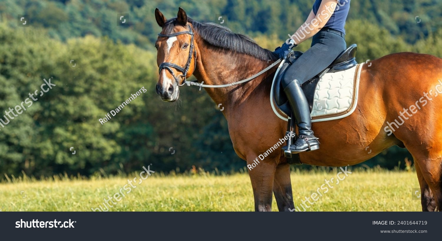 Horse with rider on a meadow, landscape format horse with saddle with rider in Horse with rider on a meadow, landscape format horse with saddle with rider in section. #2401644719
