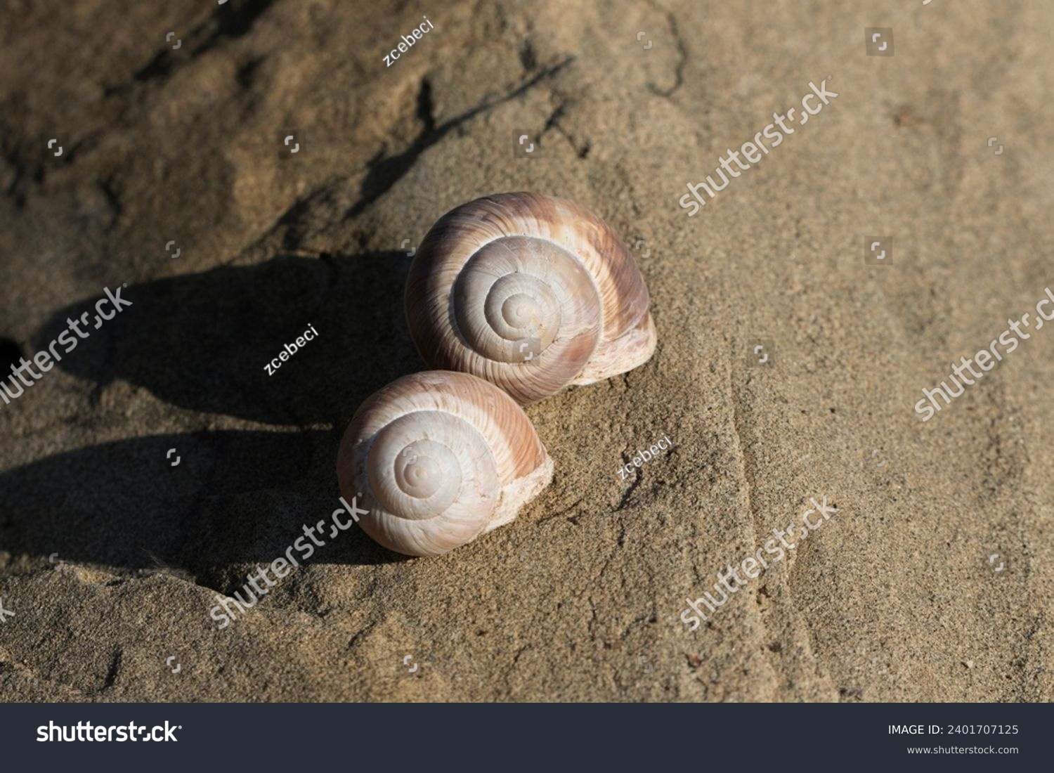 Two Adana snail (Helix asemnis) shell on stone in the autumn #2401707125