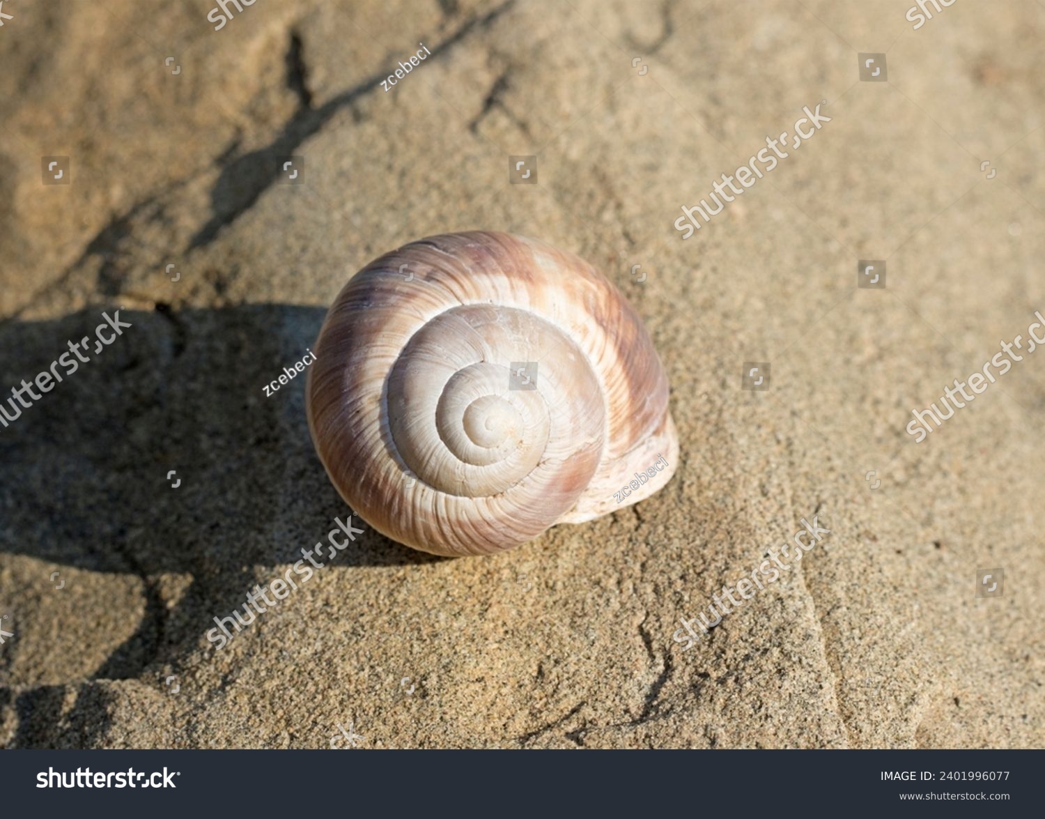 An Adana snail shell on stone in the autumn #2401996077