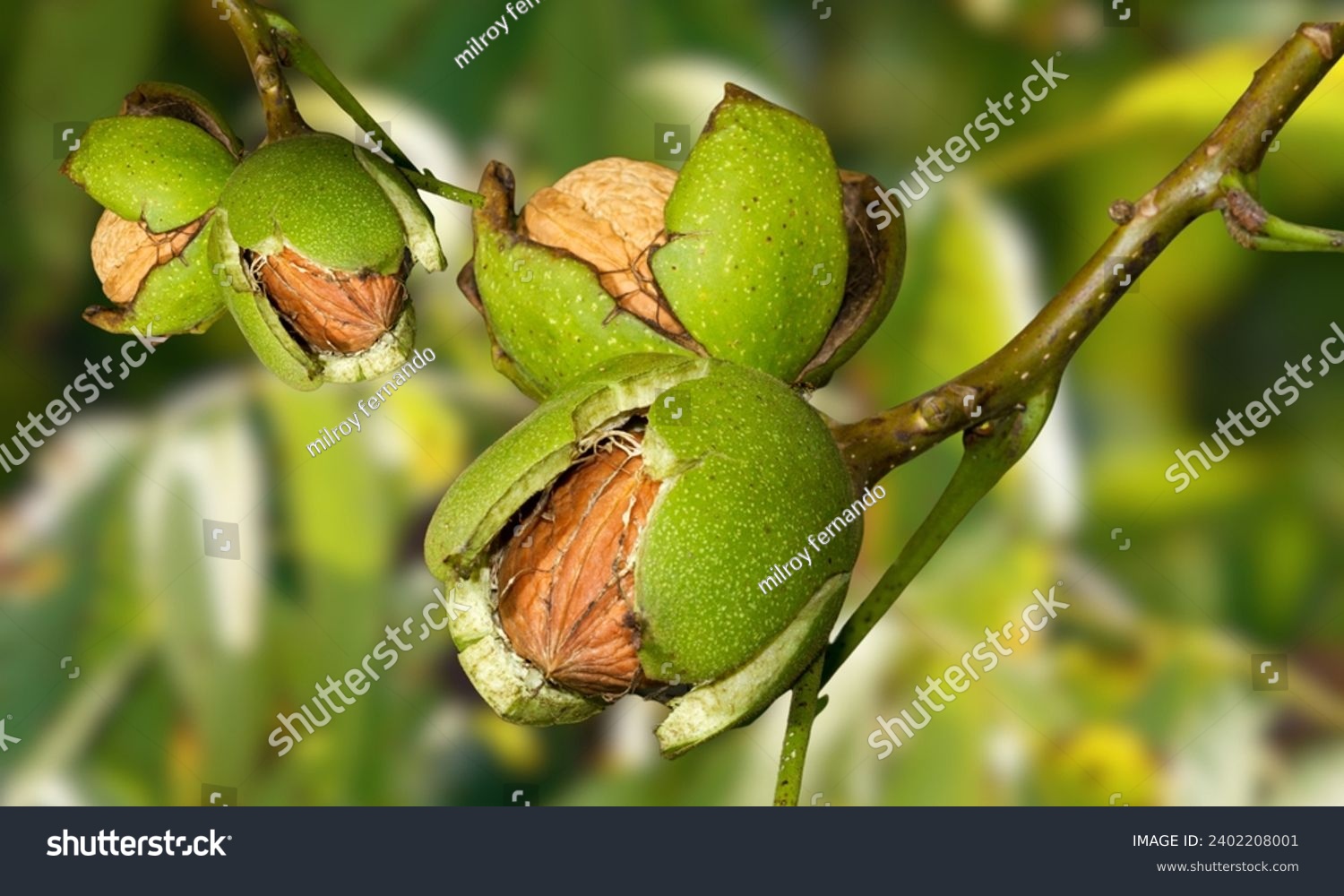 Ripe nuts of a Walnut tree #2402208001