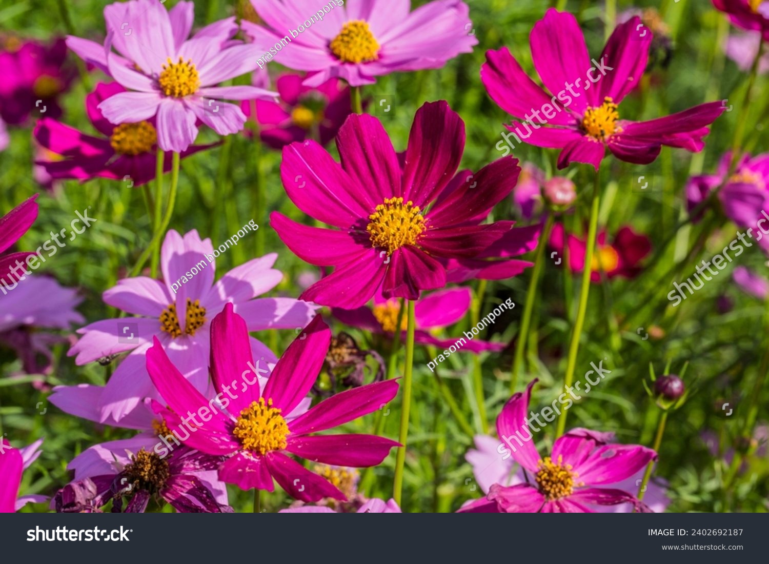 Colorful cosmos flowers blooming in the garden. #2402692187