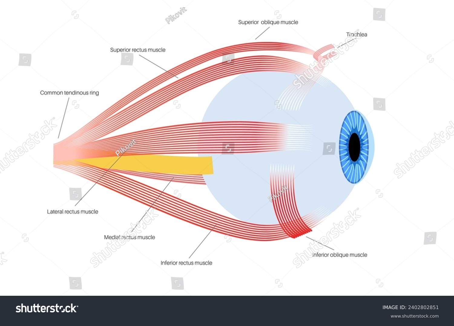 Extraocular muscles anatomy. Structure of the - Royalty Free Stock ...