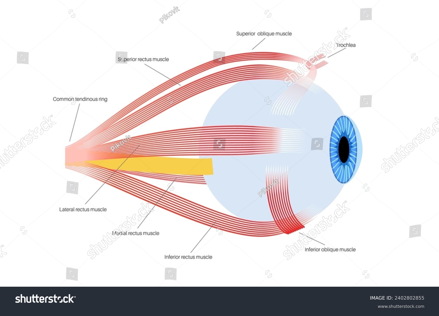 Extraocular muscles anatomy. Structure of the - Royalty Free Stock ...