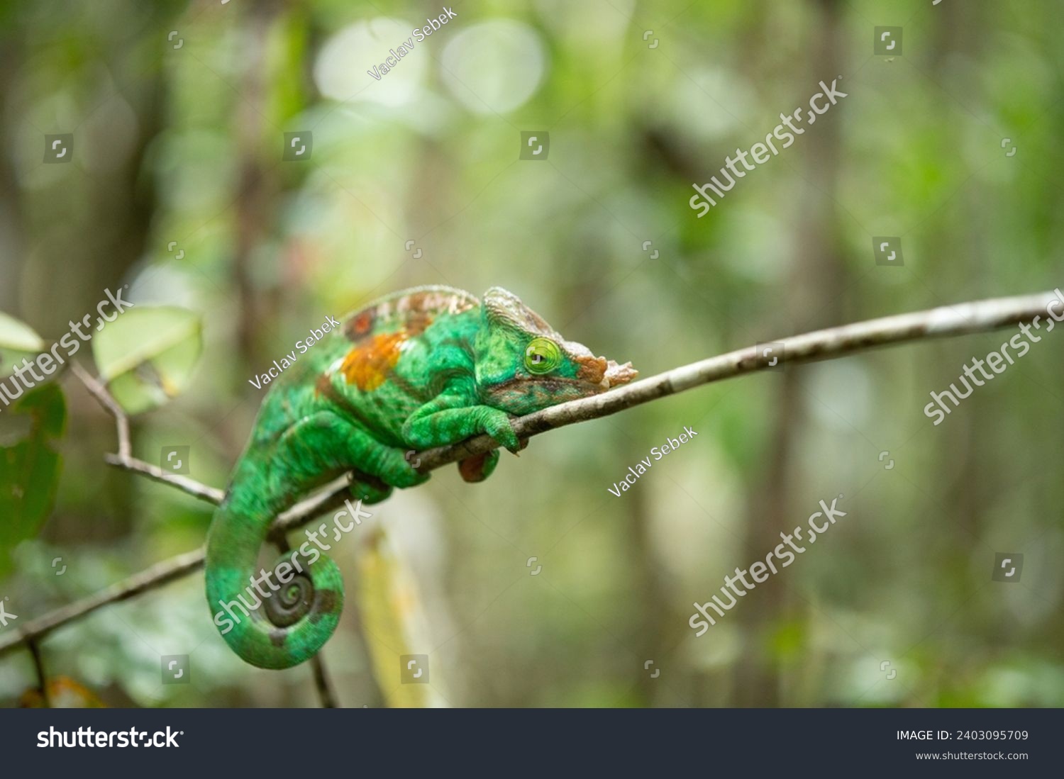 Beautiful colourful chameleon endangered species from Madagascar #2403095709