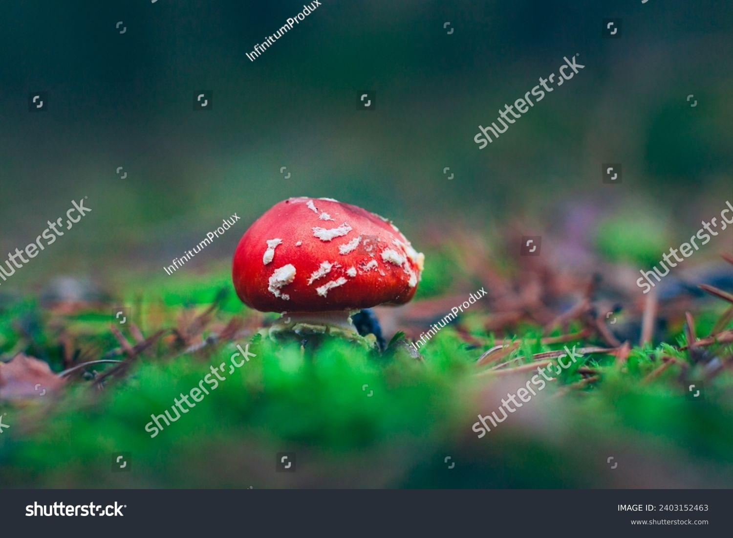 Young Amanita Muscaria, Known as the Fly Agaric or Fly Amanita: Healing and Medicinal Mushroom with Red Cap Growing in Forest. Can Be Used for Micro Dosing, Spiritual Practices and Shaman Rituals #2403152463