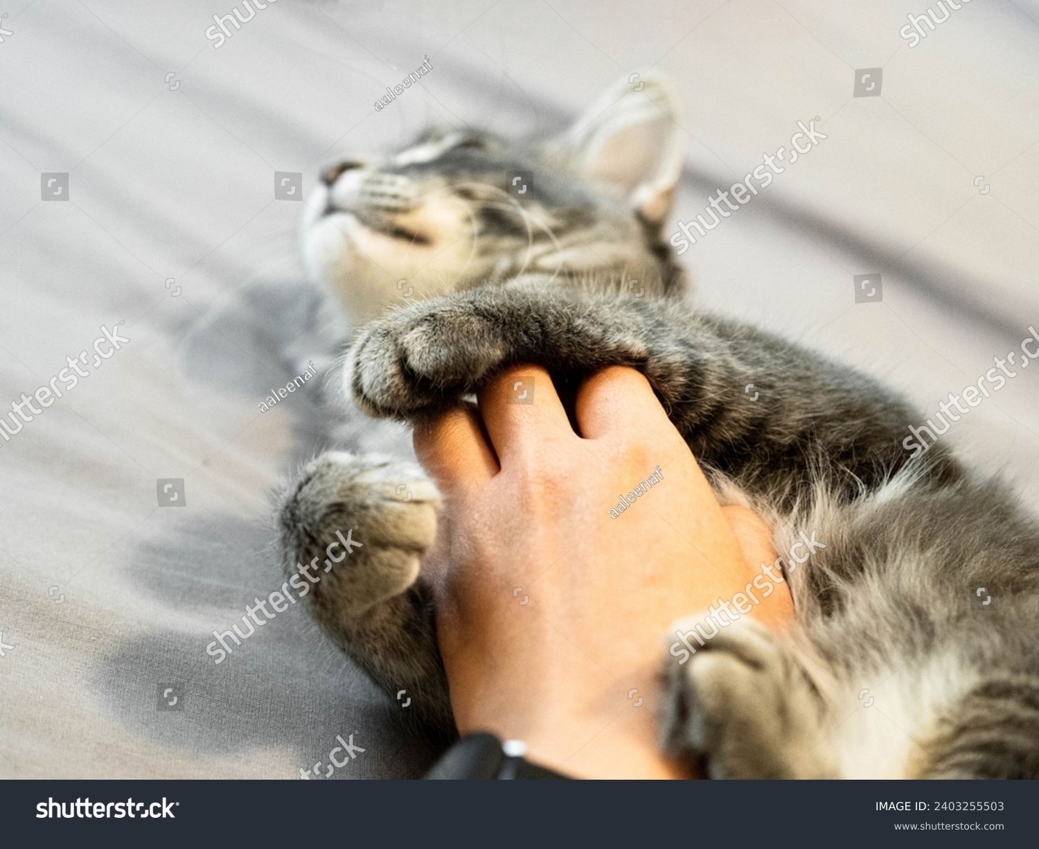Man scratches grey kitten tummy  with soft fur touch gentle massage. Cat sleeps on its back belly up for owner to hand rub stroke tickle on their fluffy stomach. Sleeping on comfort bed -hand Close up #2403255503