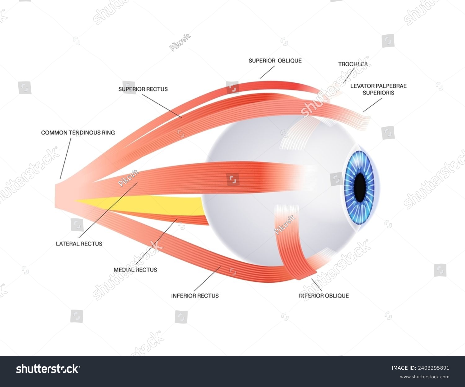 Extraocular muscles anatomy. Structure of the - Royalty Free Stock ...