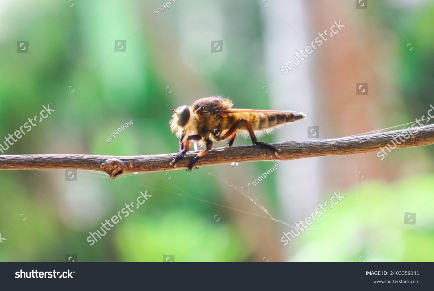 Promachus rufipes or Giant Robber Fly genus of flies also known as the red-footed cannibalfly or bee panther, is a fierce little predator. Close up Robber Fly perched on a tree trunk #2403359141
