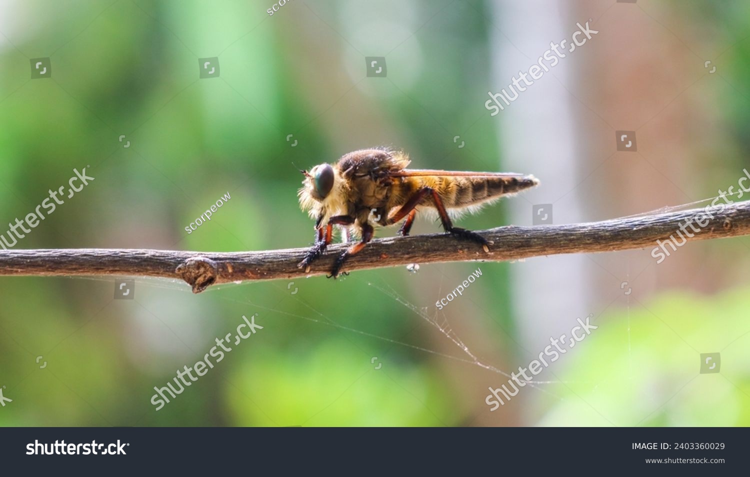 Promachus rufipes or Giant Robber Fly genus of flies also known as the red-footed cannibalfly or bee panther, is a fierce little predator. Close up Robber Fly perched on a tree trunk #2403360029