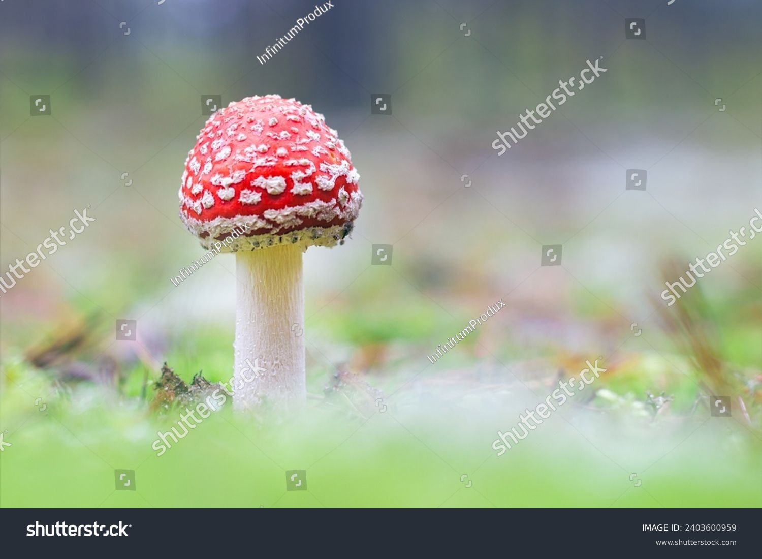 Young Amanita Muscaria, Known as the Fly Agaric or Fly Amanita: Healing and Medicinal Mushroom with Red Cap Growing in Forest. Can Be Used for Micro Dosing, Spiritual Practices and Shaman Rituals #2403600959
