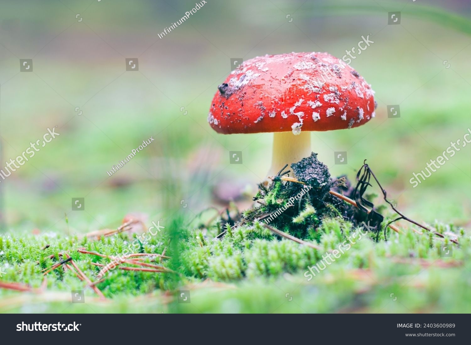 Amanita Muscaria, Known as the Fly Agaric or Fly Amanita: Healing and Medicinal Mushroom with Red Cap Growing in Forest. Can Be Used for Micro Dosing, Spiritual Practices and Shaman Rituals #2403600989