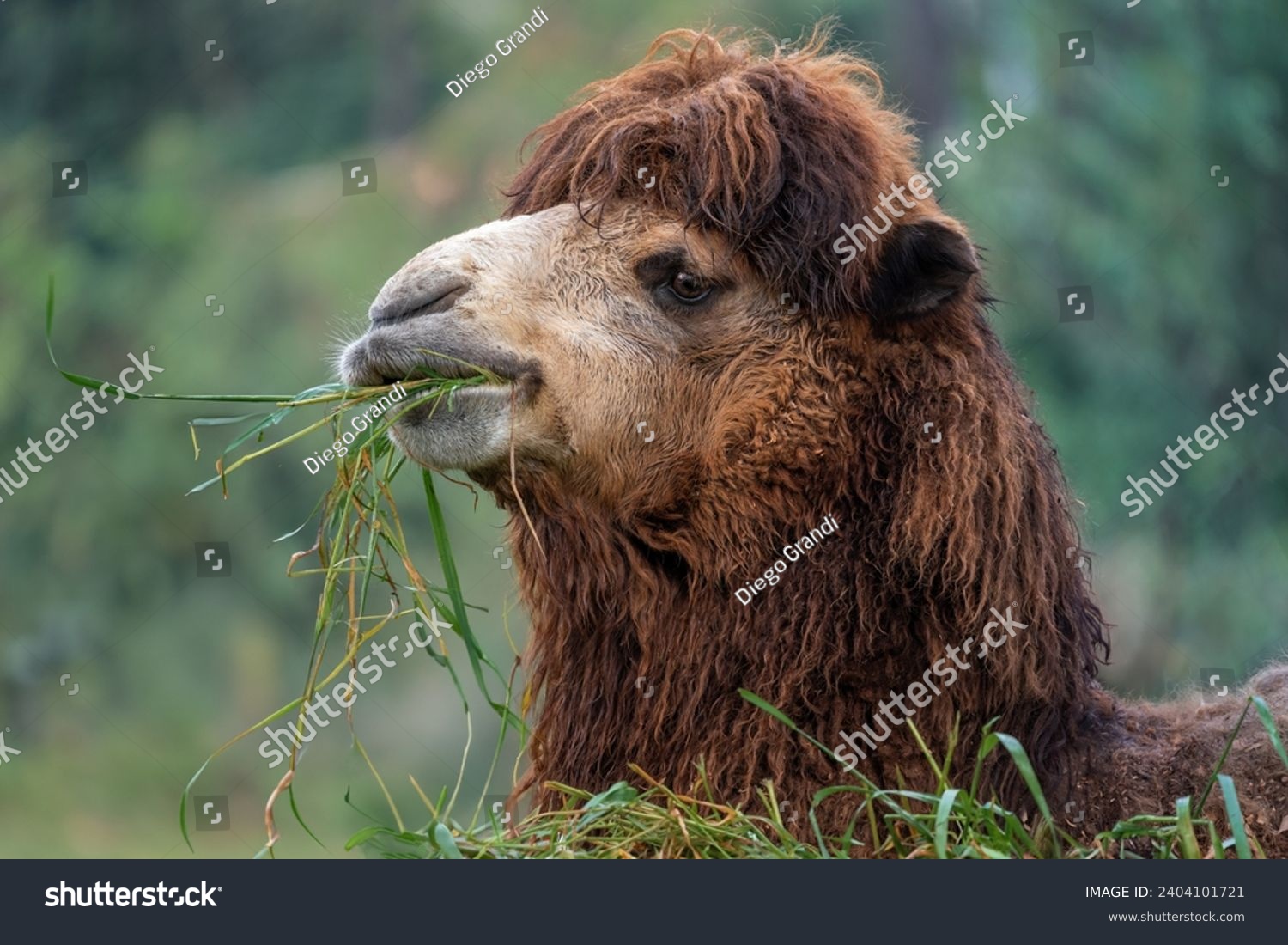 Bactrian Camel eating (Camelus bactrianus) #2404101721