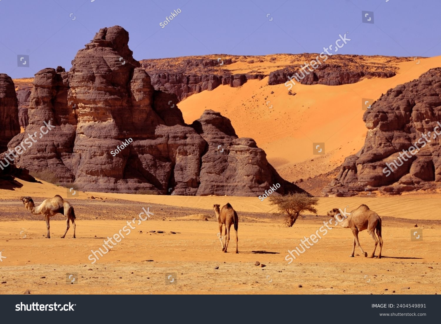 SAND DUNES AND ROCK FORMATIONS IN THE SAHARA DESERT IN THE PROVINCE OF TADRART ROUGE IN ALGERIA #2404549891