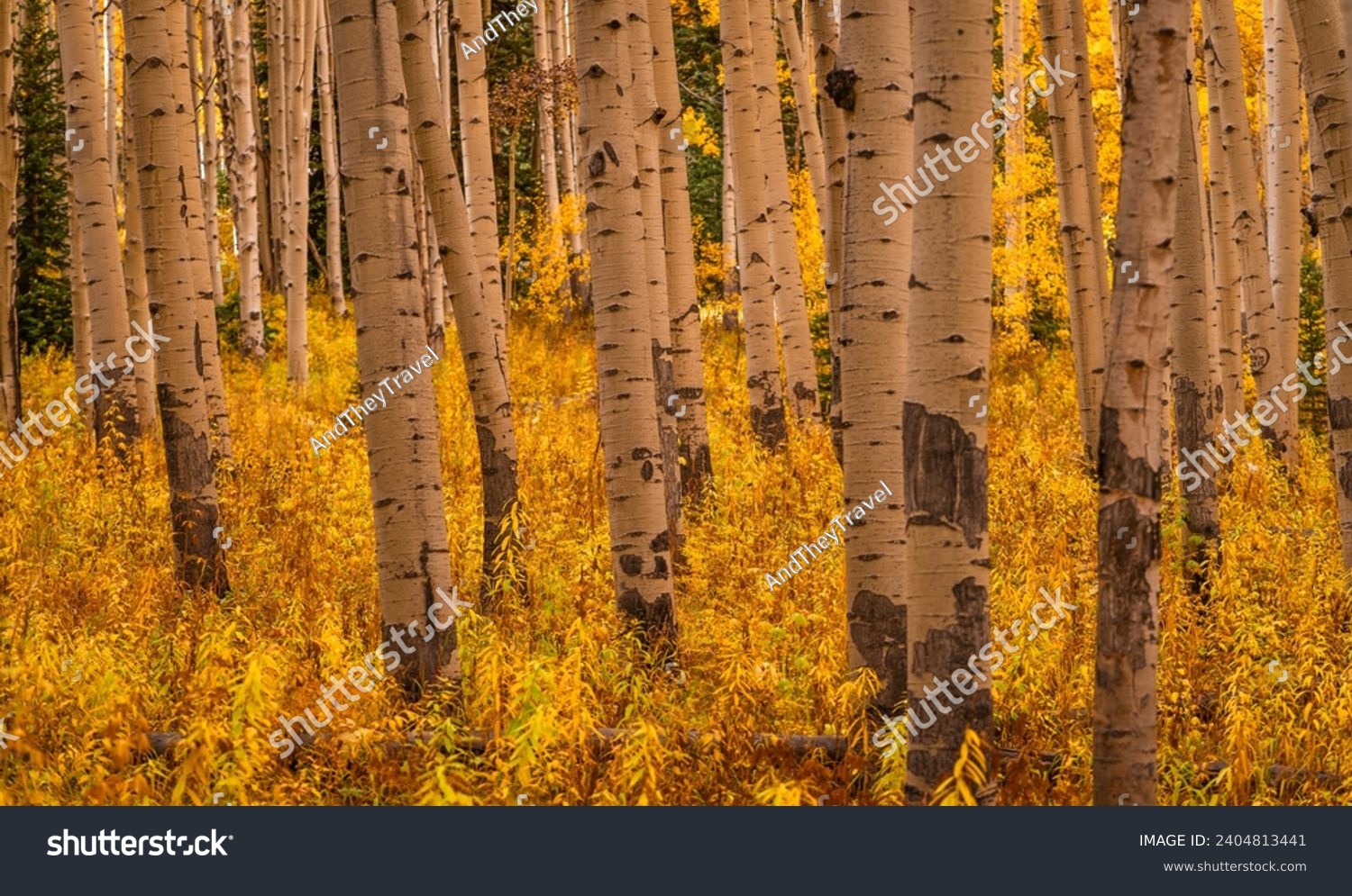 Beautiful Golden Yellow Forest of Aspen Trees in Autumn in Colorado #2404813441