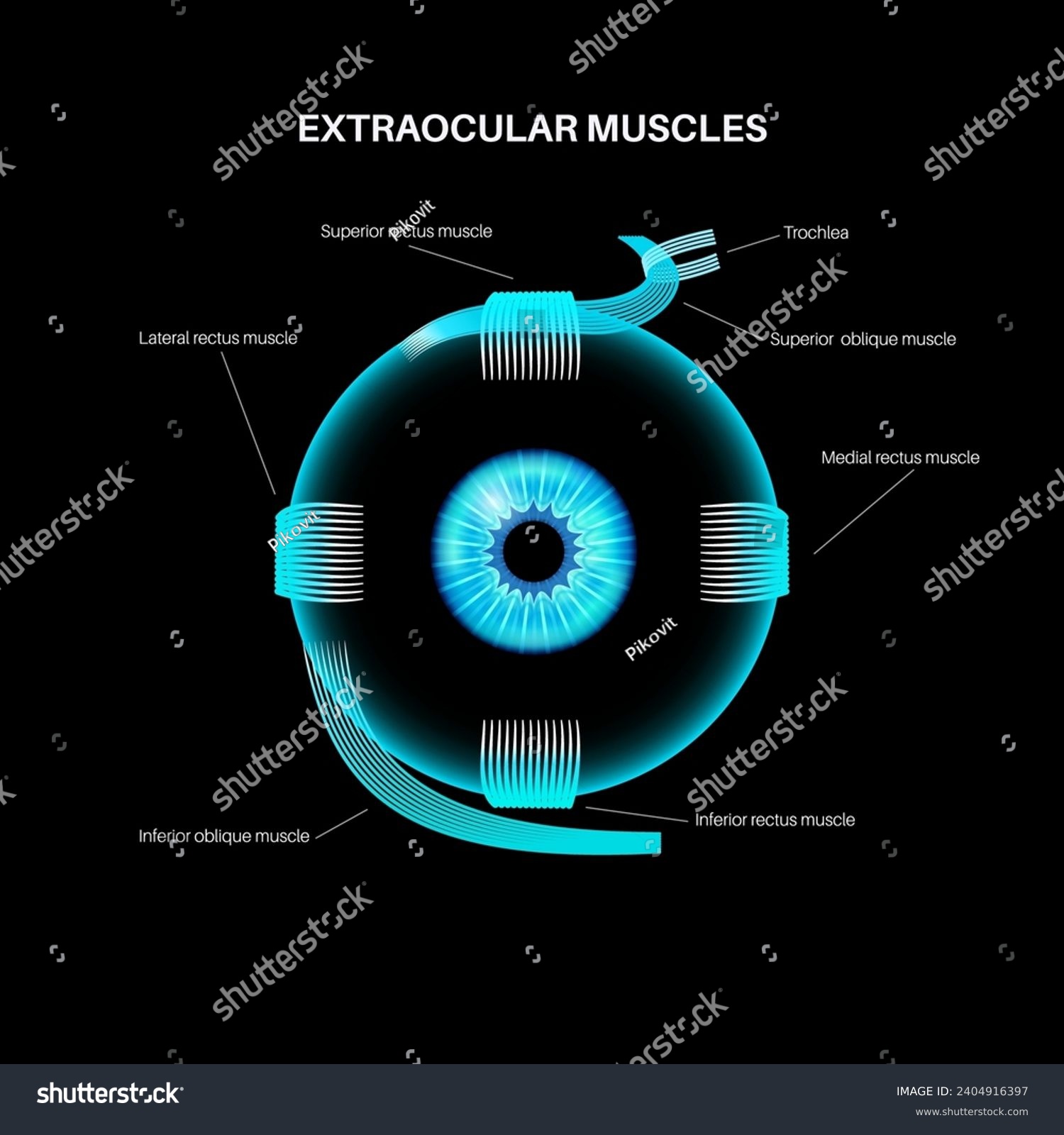 Extraocular muscles anatomy. Structure of the - Royalty Free Stock ...