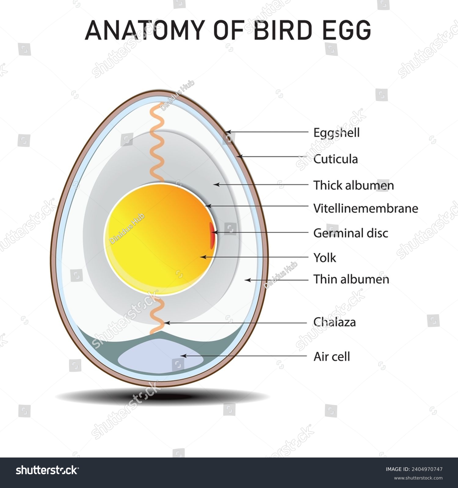 Bird, chicken egg anatomy, structure, Diagram - Royalty Free Stock ...