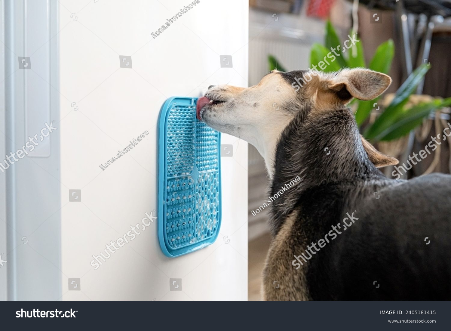 cute dog using lick mat attached to the fridge for eating food slowly. snack mat, licking mat for cats and dogs #2405181415