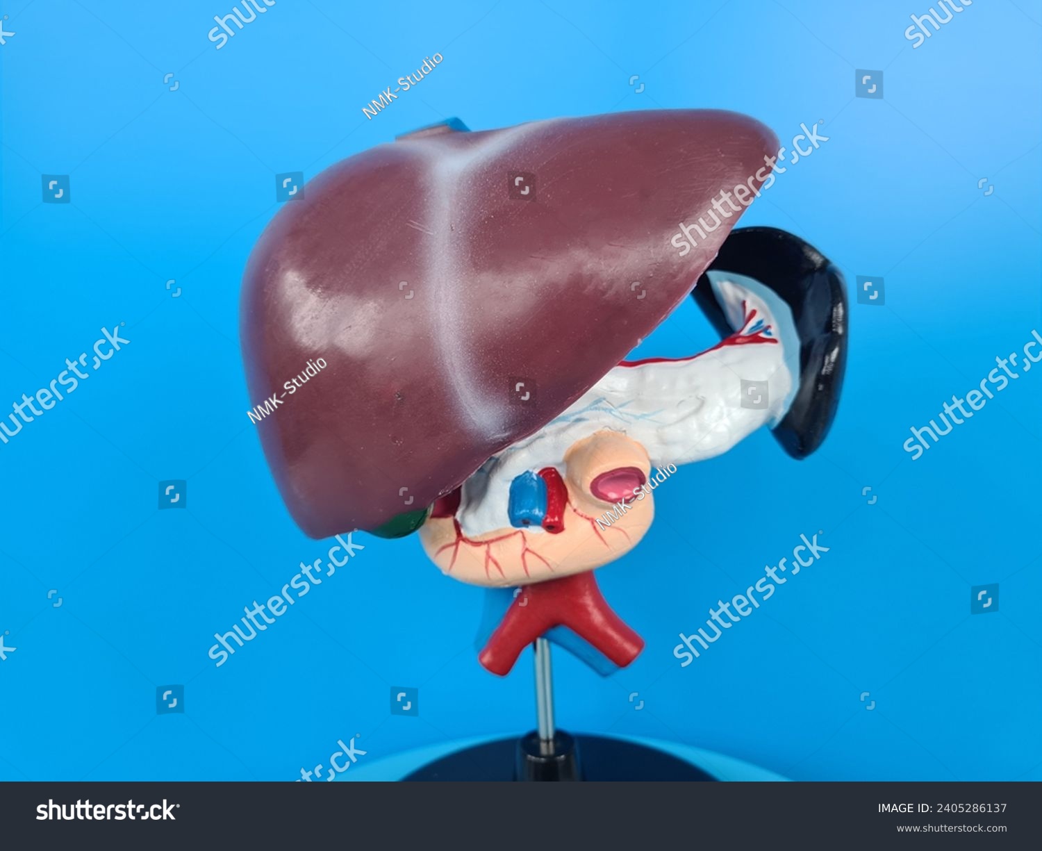 Human liver anatomy closeup. Realistic anatomy structure of liver organ of hepatic system and organ of digestive gallbladder. Human liver model for medicines pharmacy and education #2405286137