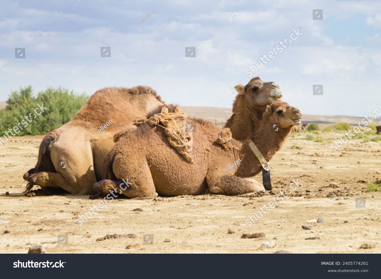 Camel breeding at Senek town, Mangystau, Kazakhstan. Animal background #2405774261