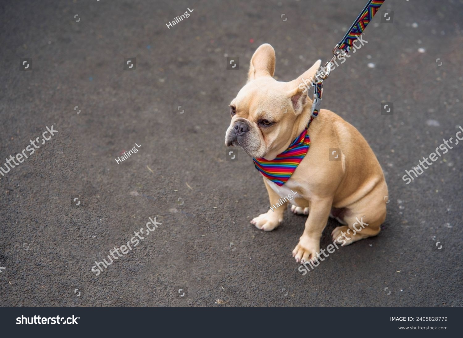 Curious companion: French bulldog, tethered, gazes intently, capturing a moment of whimsy and wonder in its focused gaze #2405828779