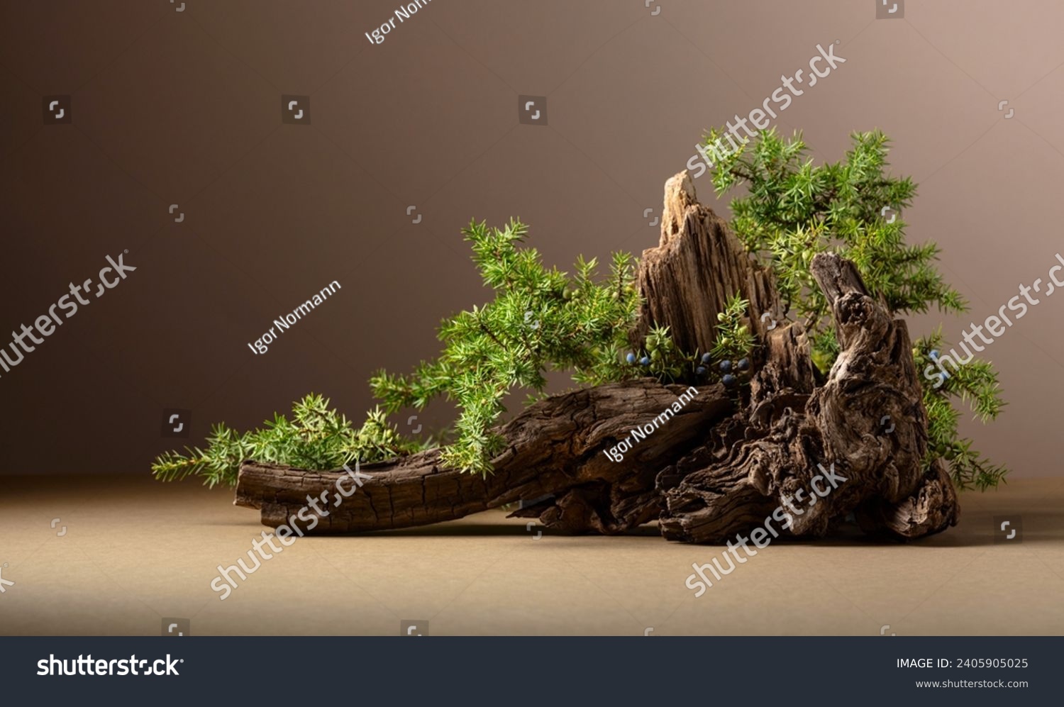 Abstract nature scene with a composition of juniper and dry snags. Neutral beige background for cosmetic, beauty product branding, identity, and packaging. Copy space, front view. #2405905025
