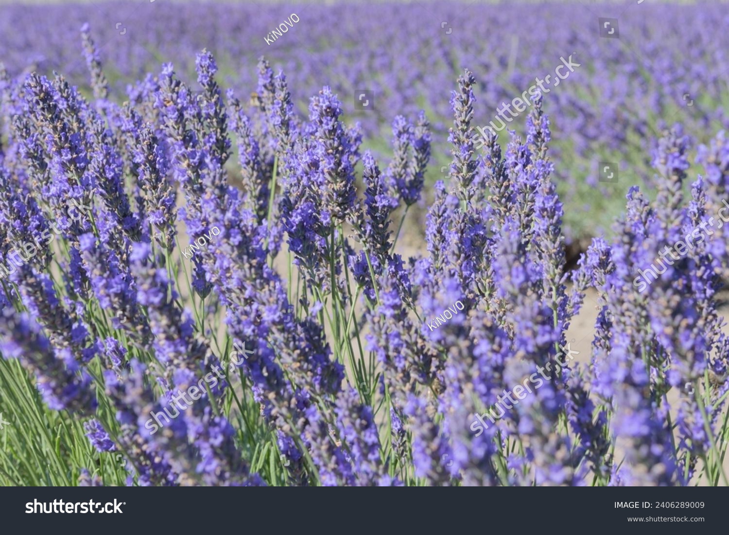 Purple field of fresh blooming lavender. Flavoring aromatic plants in sunny day landscape. Wallpaper background #2406289009