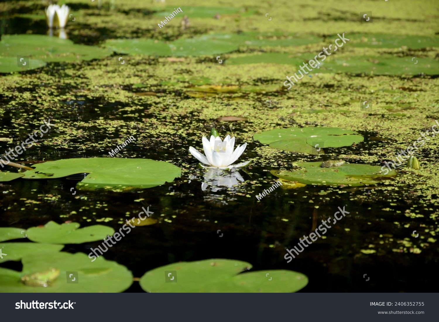 Beautiful white lotus flower and lily round leaves on the water after rain in river close up #2406352755