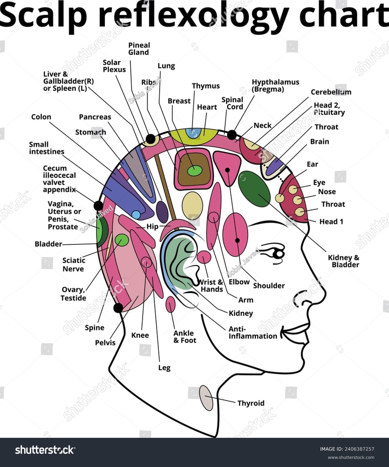 scalp reflexology chart, head reflexology chart - Royalty Free Stock ...