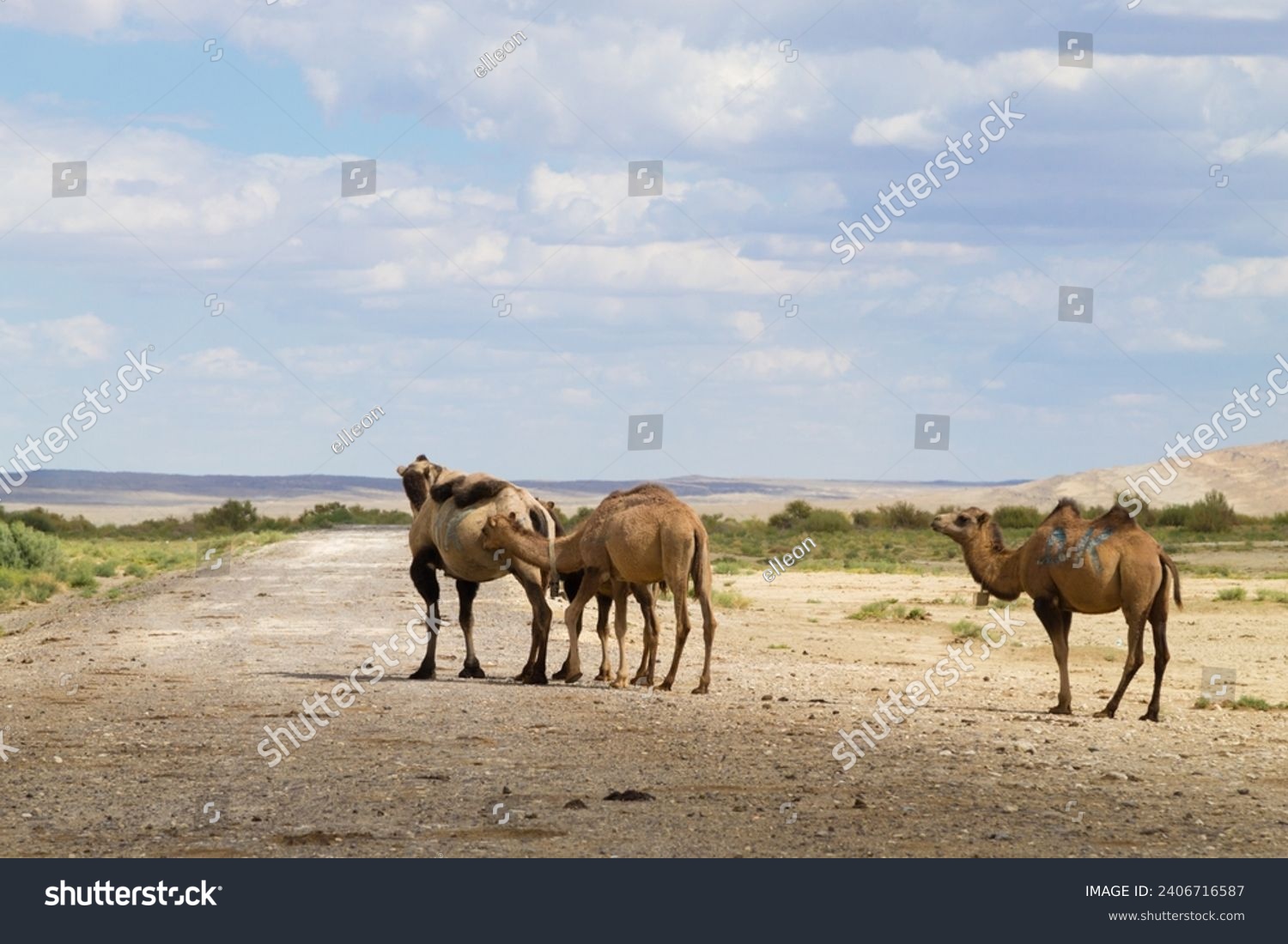 Camel breeding at Senek town, Mangystau, Kazakhstan. Animal background #2406716587