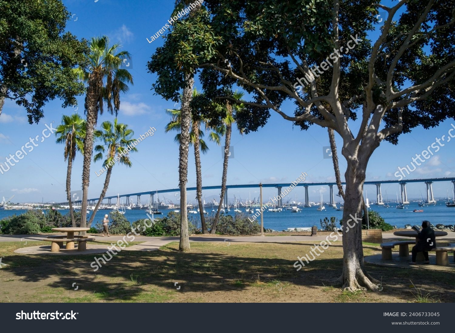 The San Diego-Coronado bridge, Palm trees in the foreground, view from Coronado Tidelands Park, CA, USA #2406733045