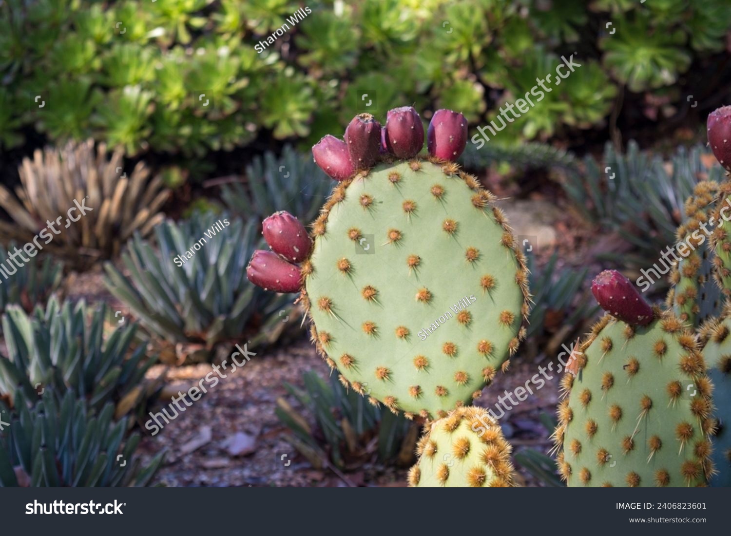 Opuntia aciculata. Flowering spikey cactus in a garden full of other succulents. Green disc shaped body with brown spikes and red flowers. Aka Chenille pricklypear and old man's whiskers #2406823601