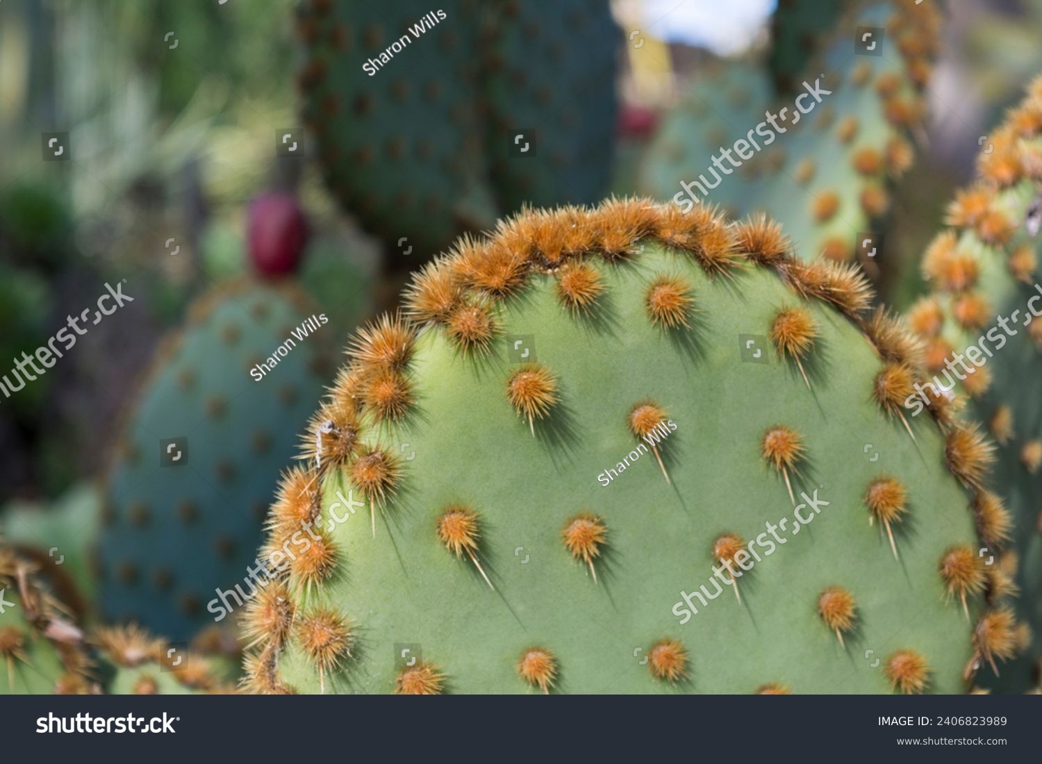 Opuntia aciculata. Spikey cactus in a garden full of other succulents. Very shallow focus on just the foreground.  Aka Chenille prickly pear, old man's whiskers, cowboy's red whiskers. #2406823989
