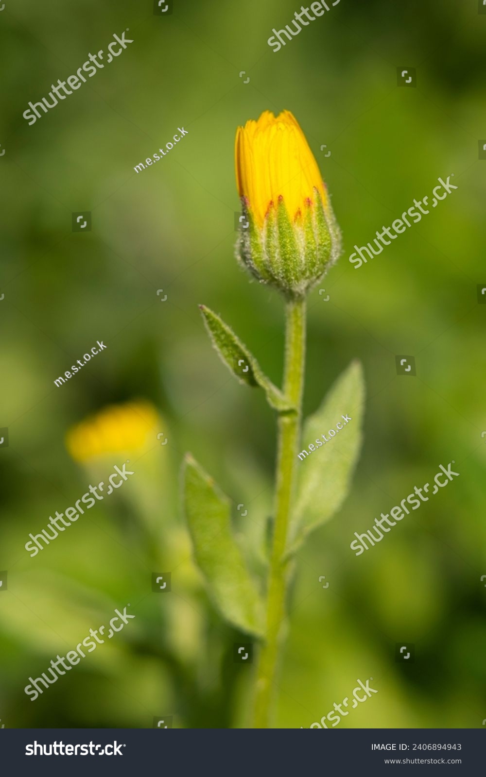 Detail of a calendula arvensis, is a species of flowering plant in the daisy family known by the common name field marigold. Selective Focus #2406894943