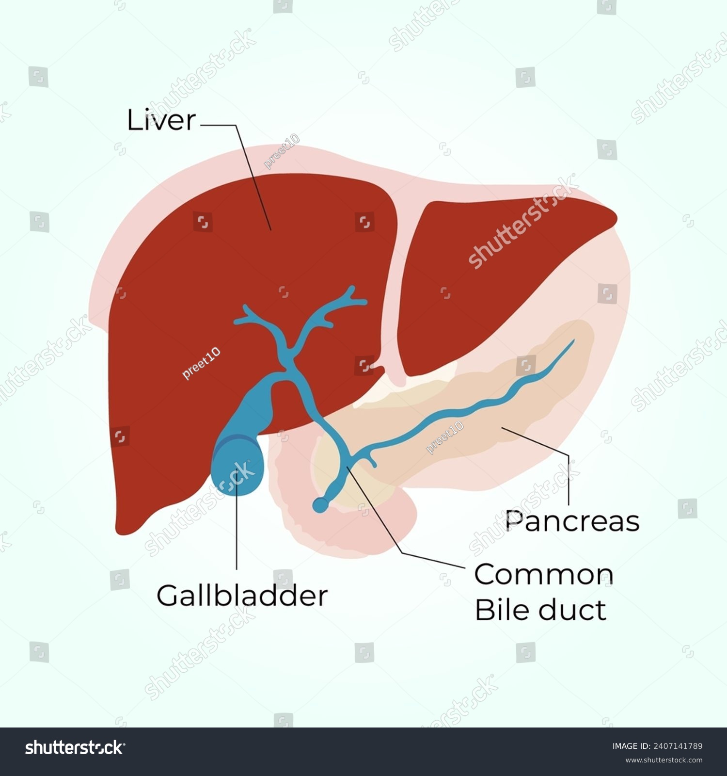 Gallbladder, liver, pancreas and common bile - Royalty Free Stock ...