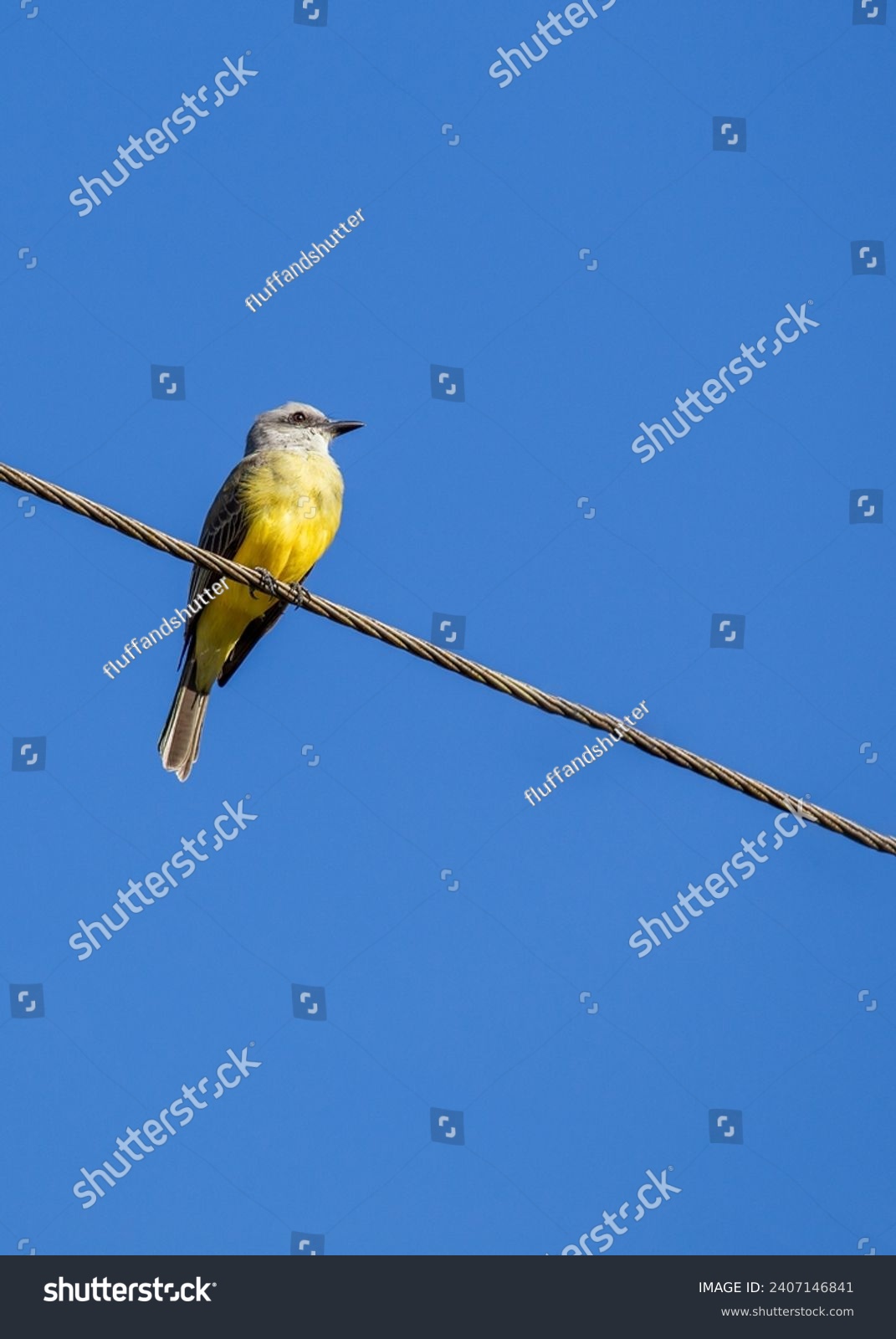 Myiozetetes similis, the Social Flycatcher, graces Central and South American habitats with its sociable nature. This small bird adds liveliness to the diverse tapestry of tropical landscapes. #2407146841