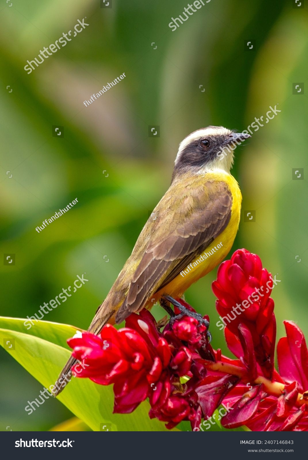 Myiozetetes similis, the Social Flycatcher, graces Central and South American habitats with its sociable nature. This small bird adds liveliness to the diverse tapestry of tropical landscapes. #2407146843