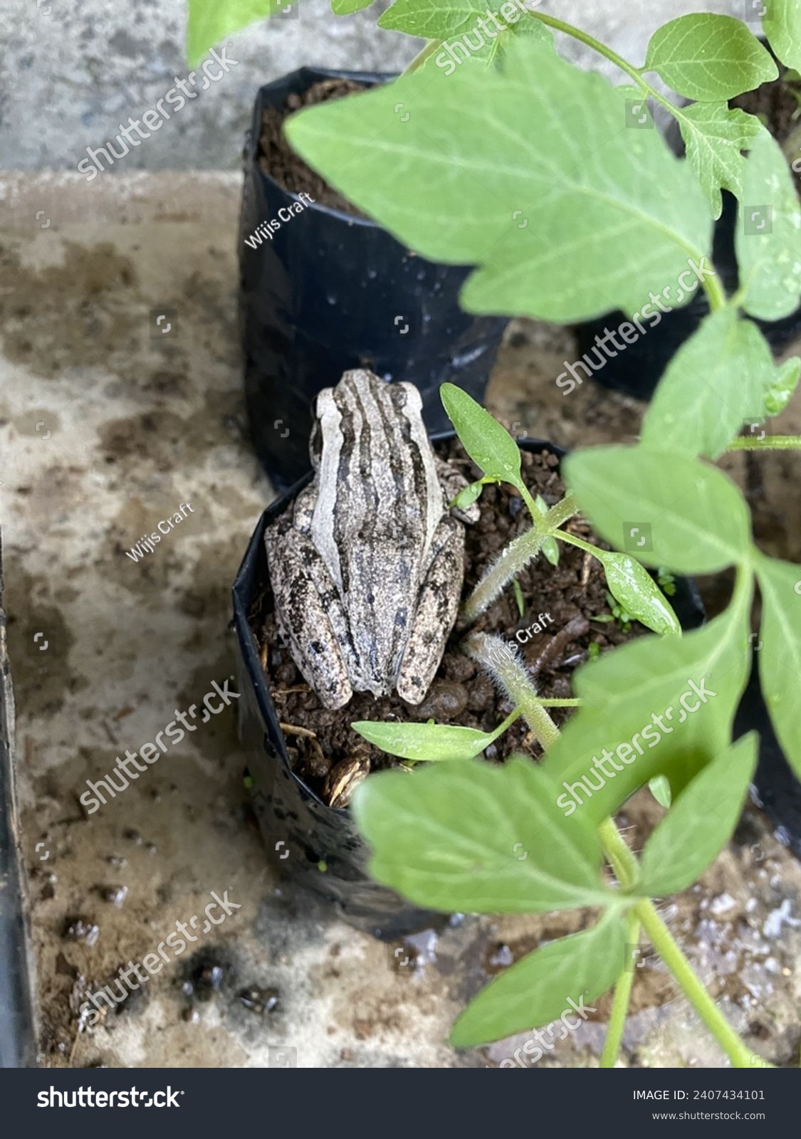 Striped Marsh Frog. The striped marsh frog or brown-striped frog (Limnodynastes peronii) is a predominantly aquatic frog native to coastal Eastern Australia. It is a common species in urban habitats. #2407434101